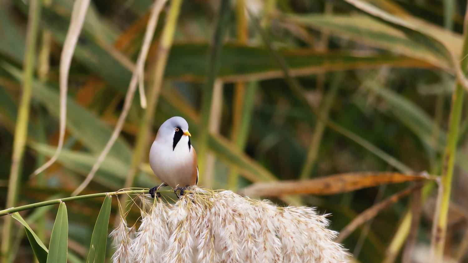 Bearded Reedling